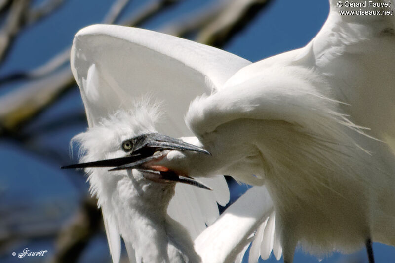 Little Egret