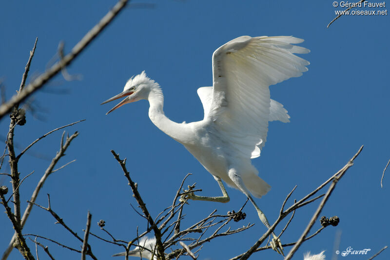 Little Egretjuvenile, identification, Reproduction-nesting, Behaviour