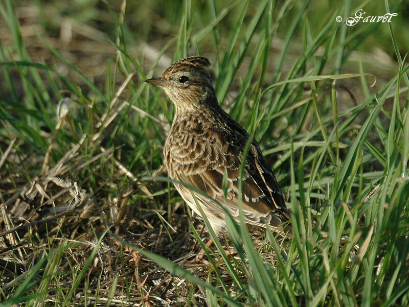 Eurasian Skylarkadult