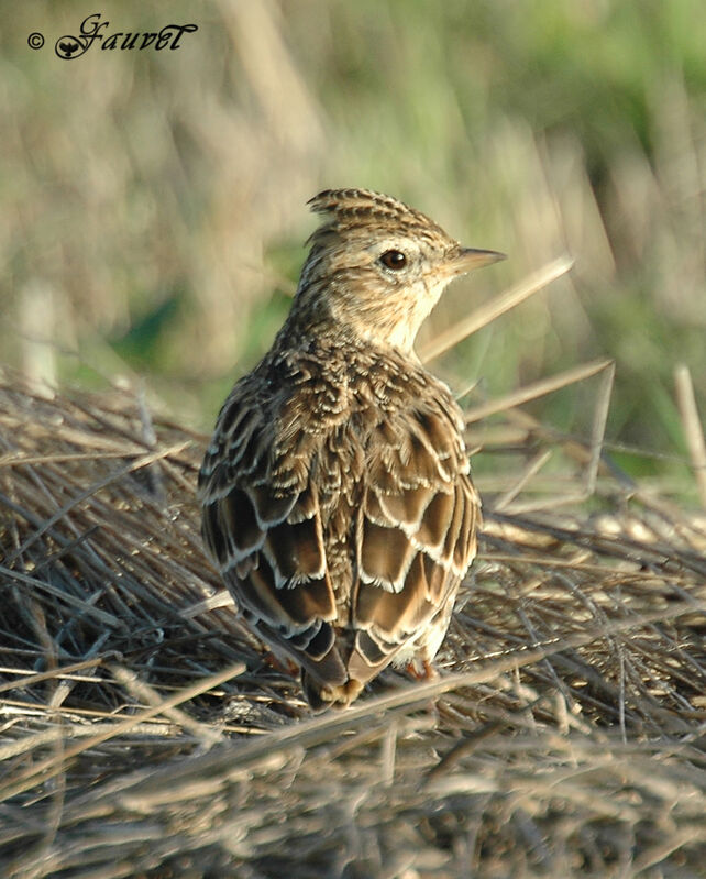 Alouette des champsadulte