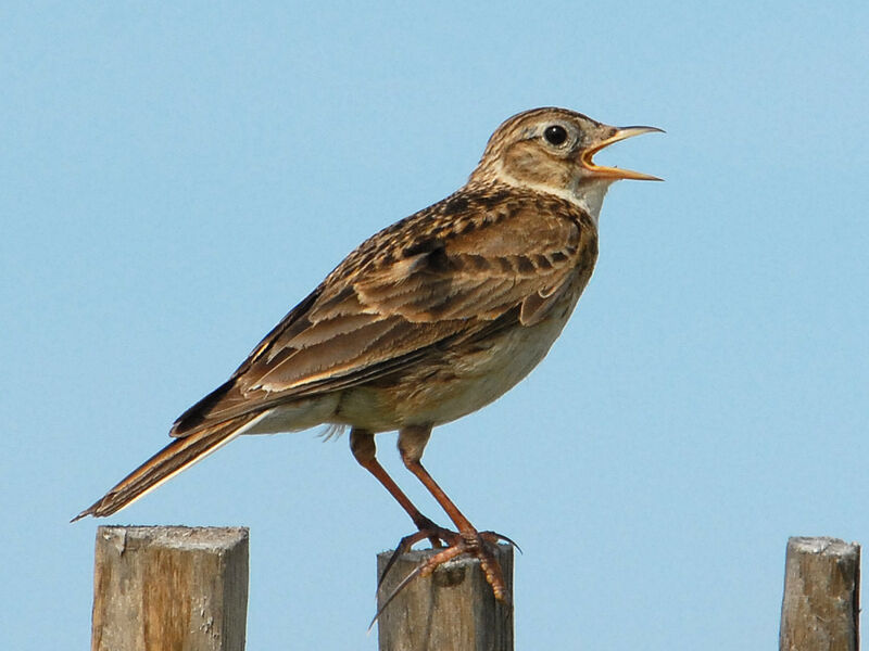 Alouette des champs, identification, chant