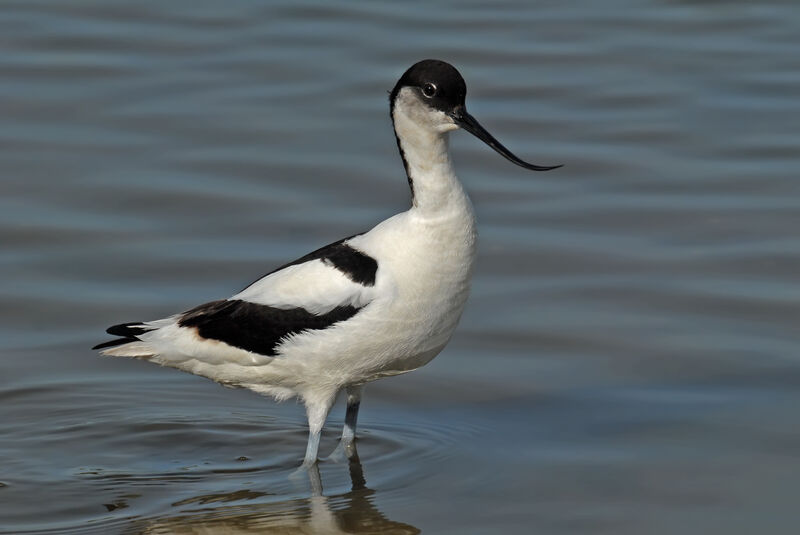 Avocette éléganteadulte nuptial, identification