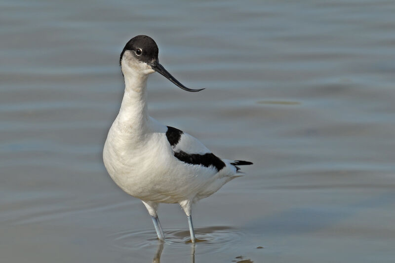 Pied Avocetadult breeding, identification