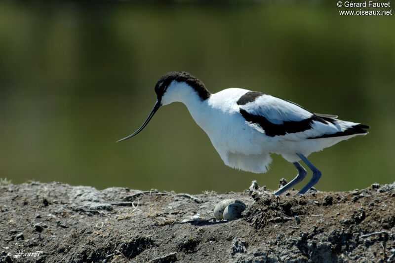 Pied Avocetadult breeding, identification, Reproduction-nesting