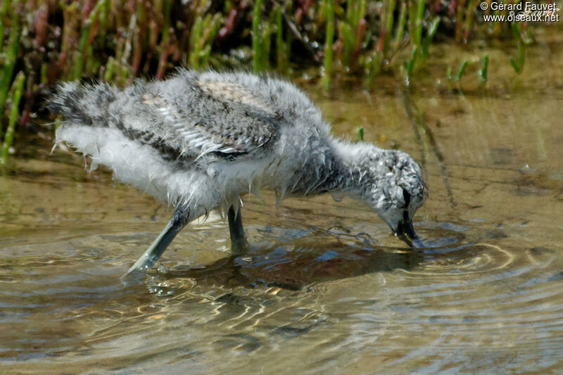 Pied Avocetjuvenile, Behaviour