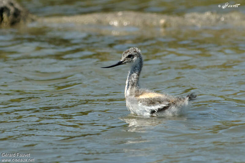 Pied AvocetPoussin