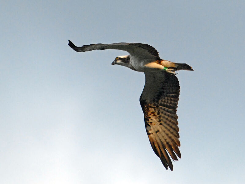 Balbuzard pêcheuradulte, Vol