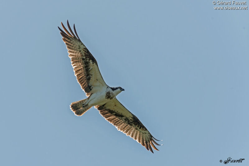 Balbuzard pêcheuradulte, Vol