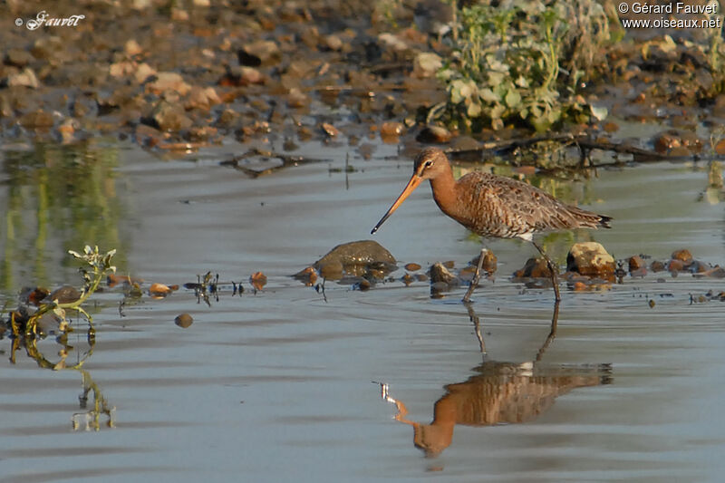 Black-tailed Godwit