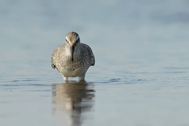 Bécasseau maubèche1ère année, identification