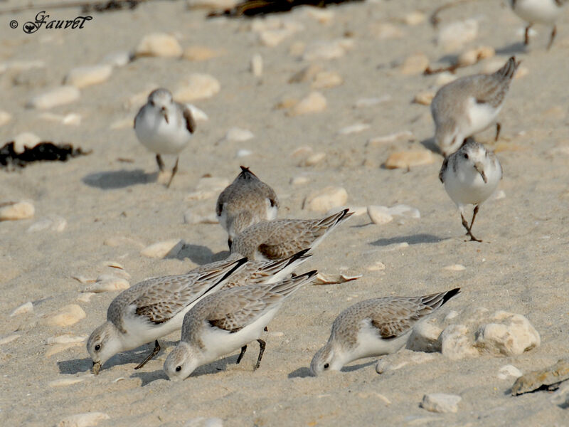 Sanderling