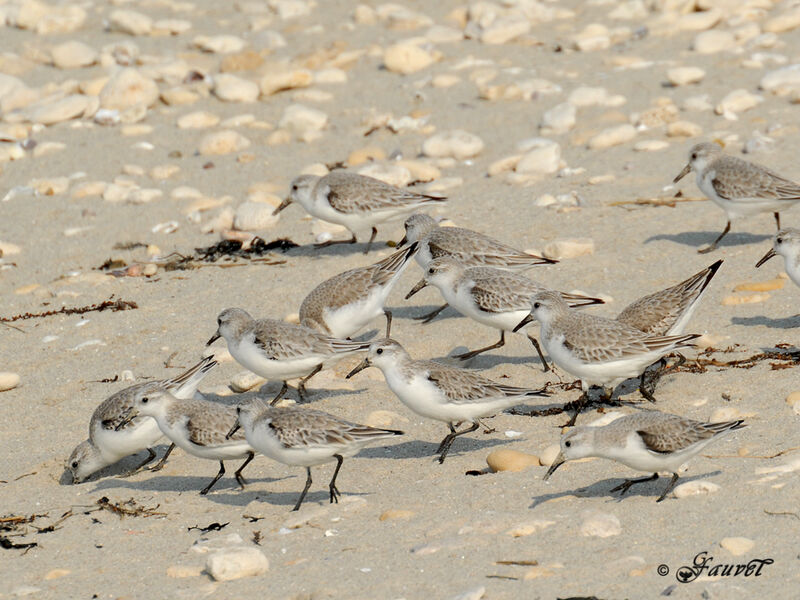 Bécasseau sanderling