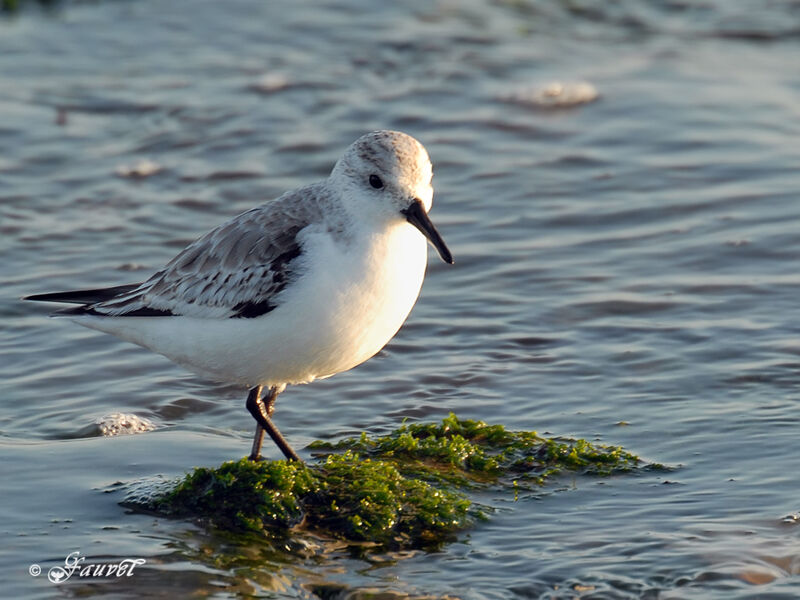 Sanderling