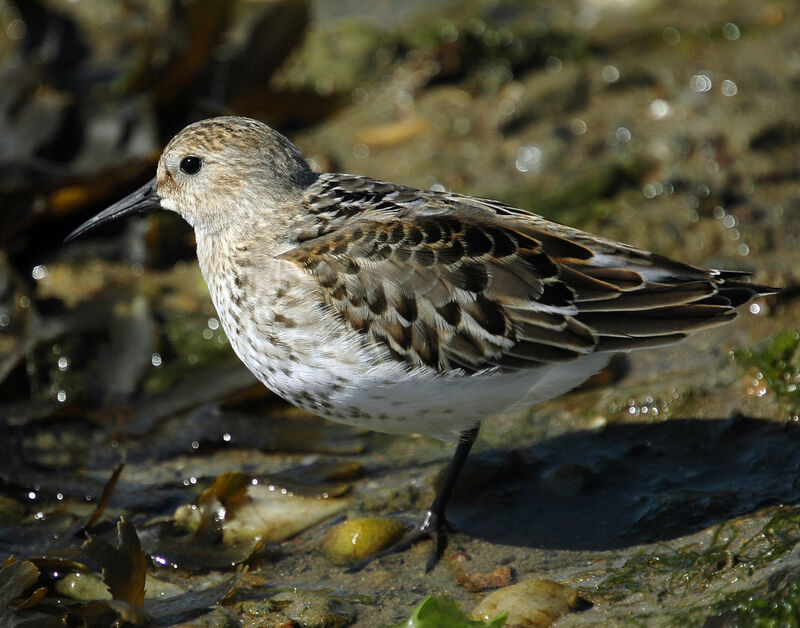 Bécasseau variable