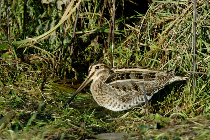 Common Snipe, identification