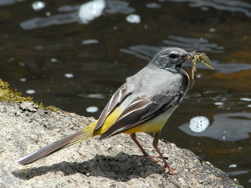 Grey Wagtailadult, feeding habits, Reproduction-nesting