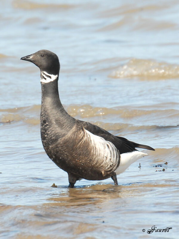 Brant Gooseadult