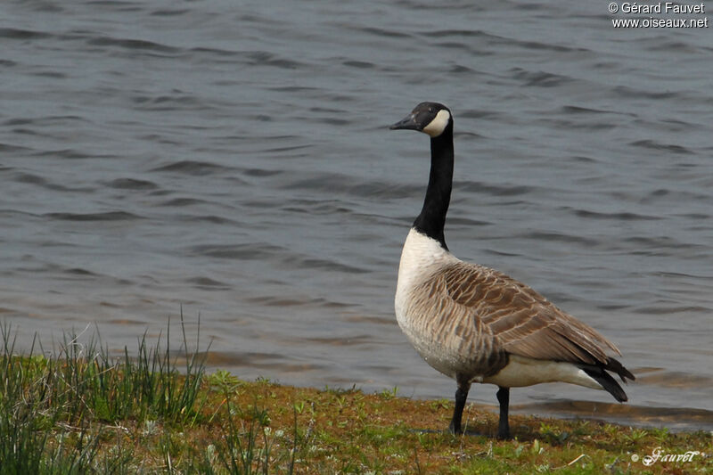 Canada Goose, identification