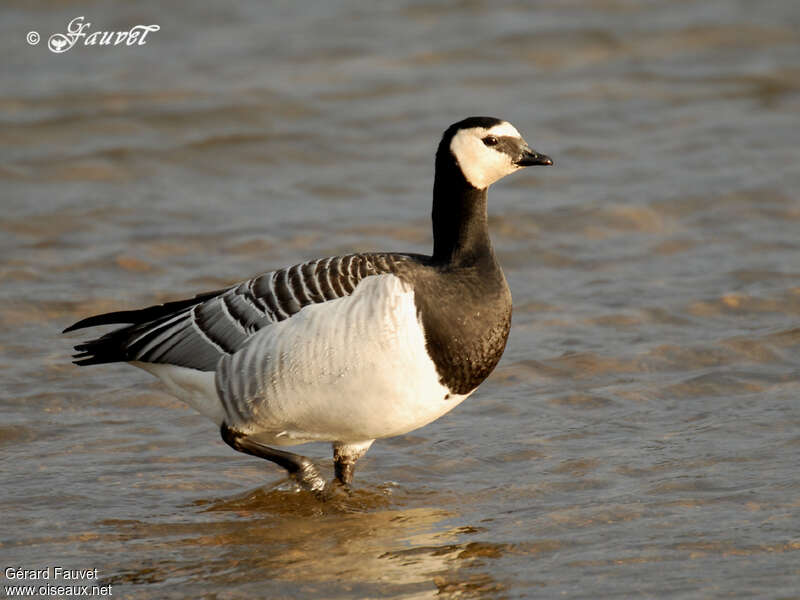 Barnacle Goose