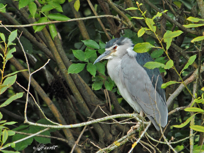 Bihoreau gris