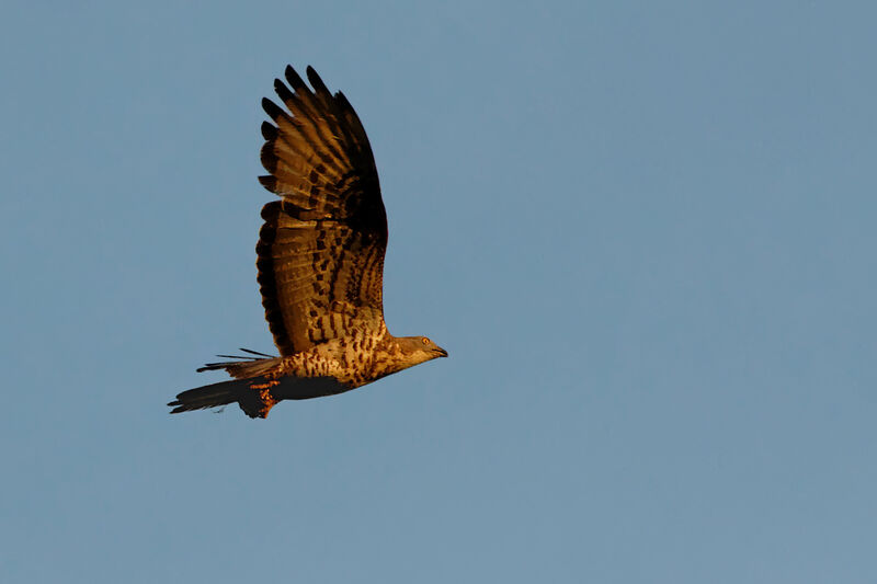 European Honey Buzzard, Flight, feeding habits