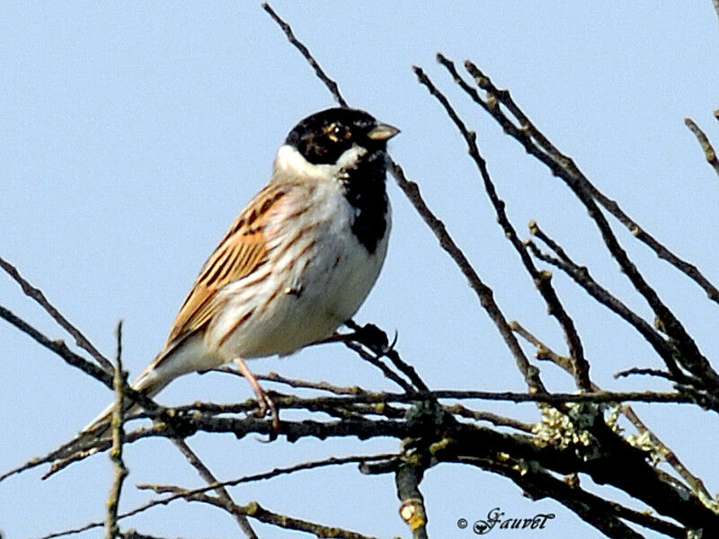 Bruant des roseaux