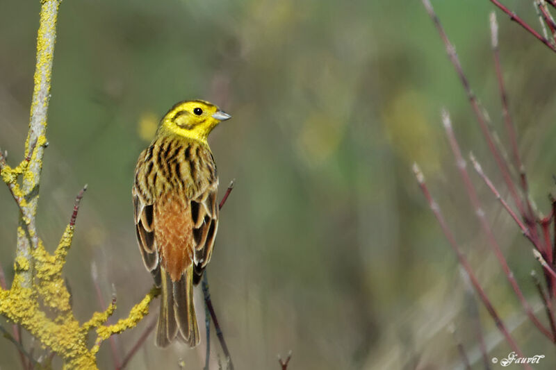 Bruant jaune mâle adulte, identification