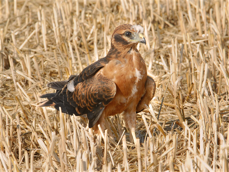 Busard cendréjuvénile