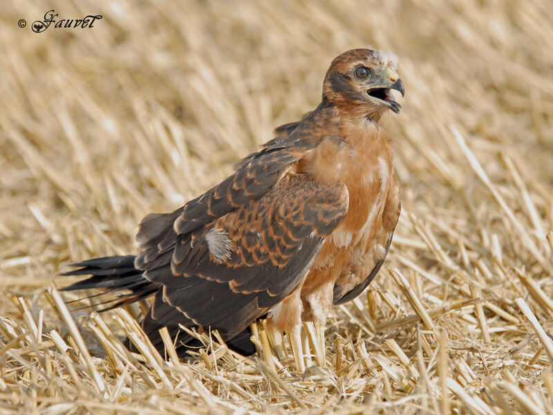 Montagu's Harrier