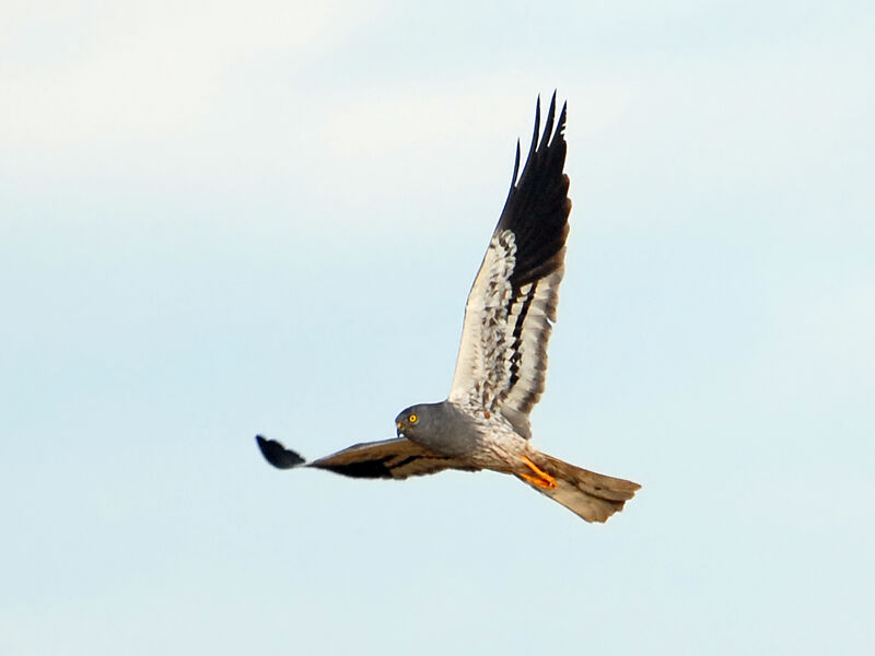 Montagu's Harrier male adult, Flight