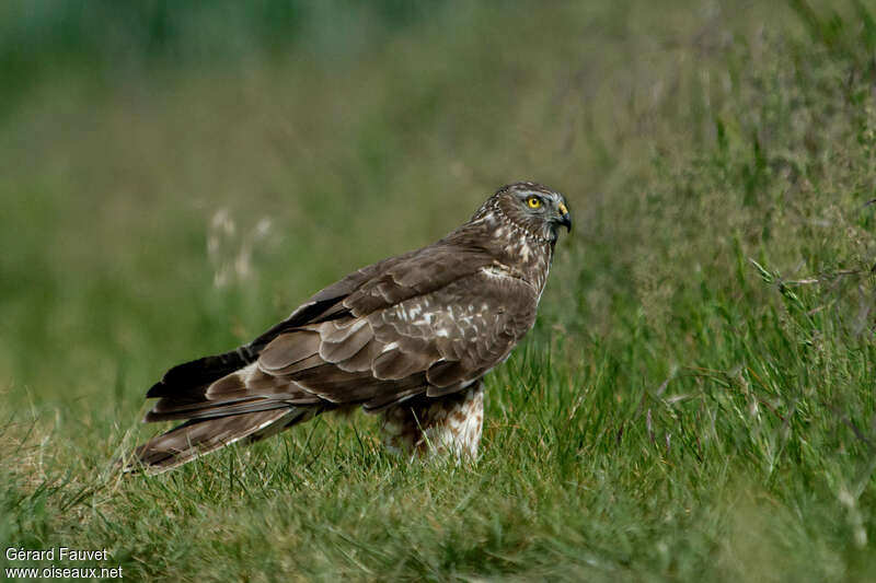 Hen Harrier female adult breeding, identification