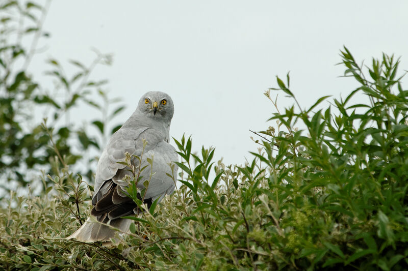 Hen Harrier male adult breeding, Behaviour