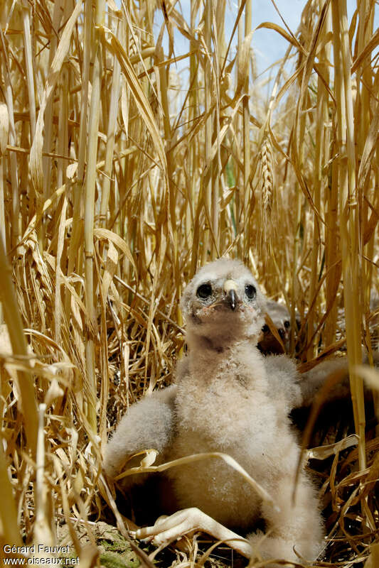 Hen HarrierPoussin, identification, Behaviour