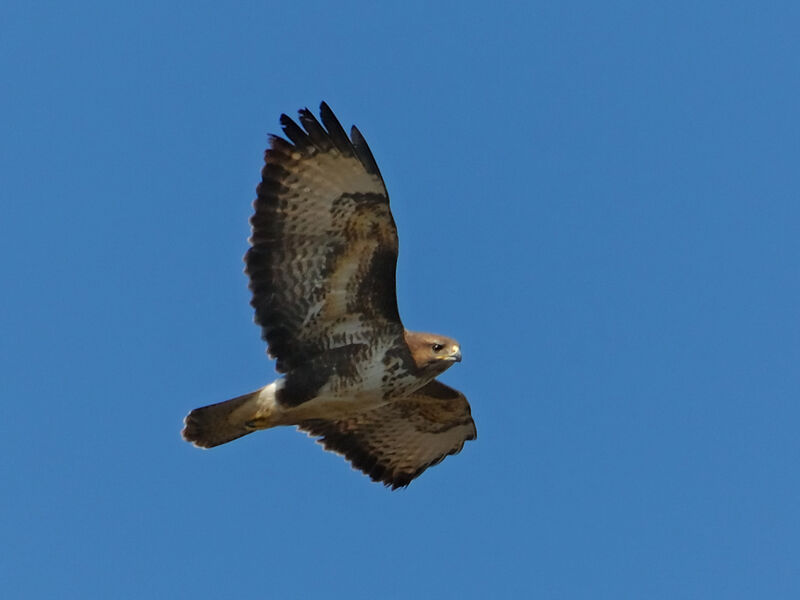 Common Buzzard, Flight