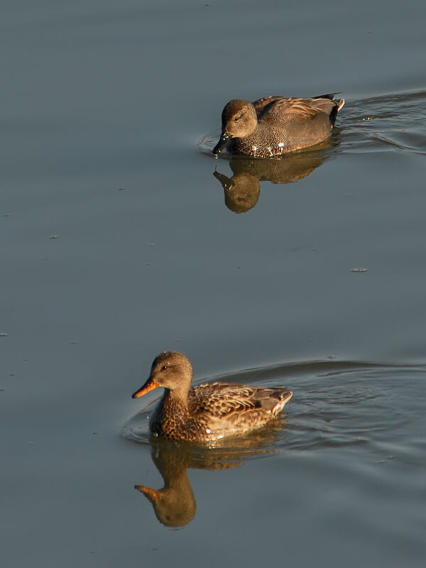 Gadwall , identification