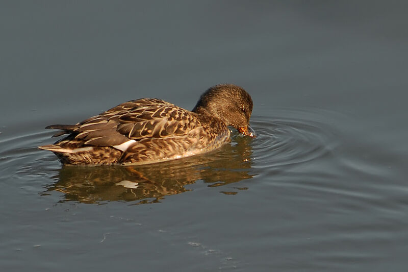 Canard chipeau femelle, identification