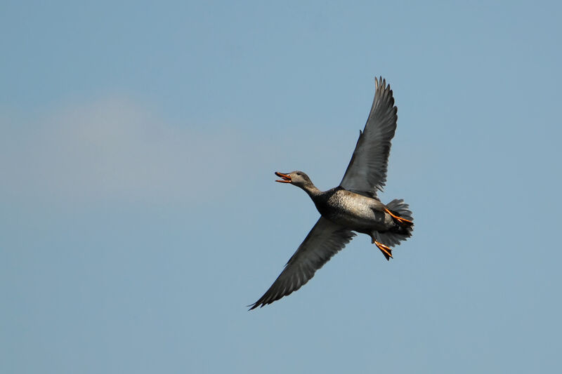 Gadwall, Flight