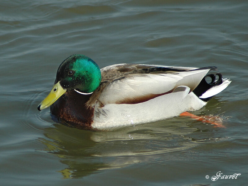 Mallard male