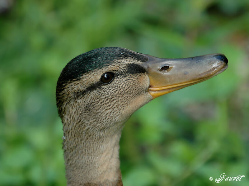 Canard colvert femelle