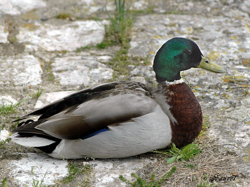 Mallard male