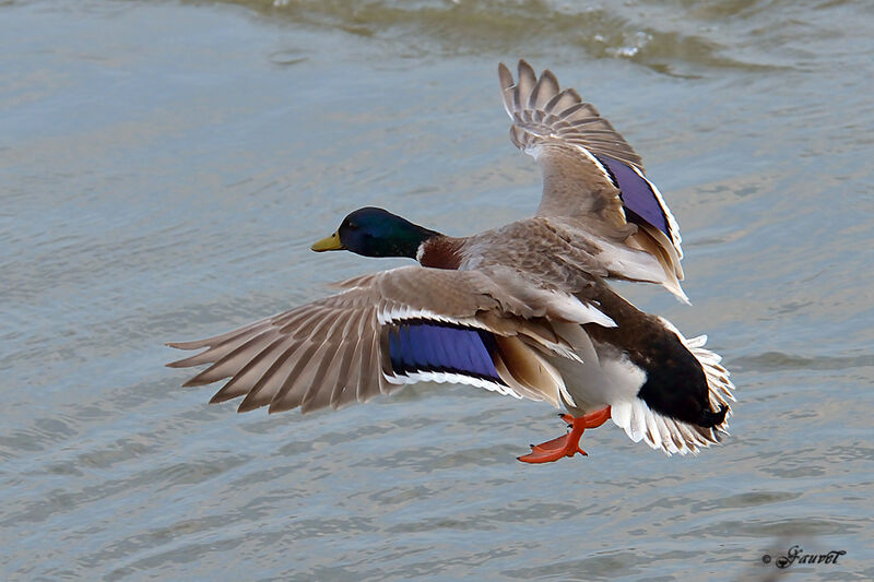 Canard colvert mâle adulte nuptial, Vol