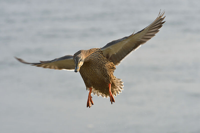 Mallard female adult breeding, Flight