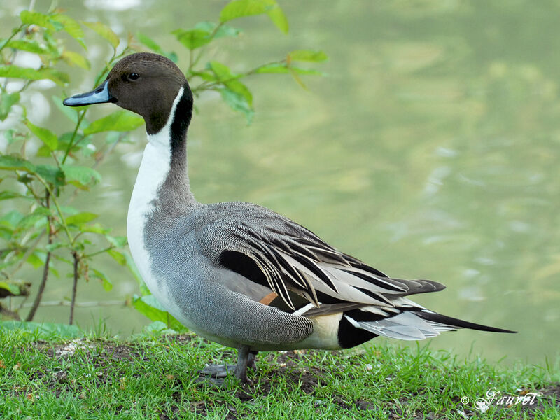 Northern Pintail male