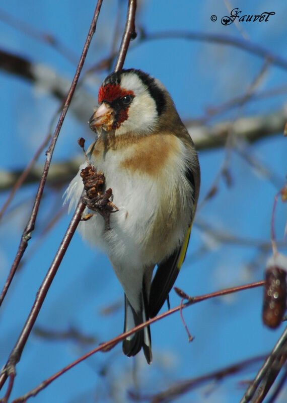 Chardonneret élégant mâle adulte