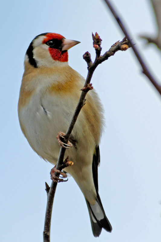 European Goldfinchadult post breeding, identification