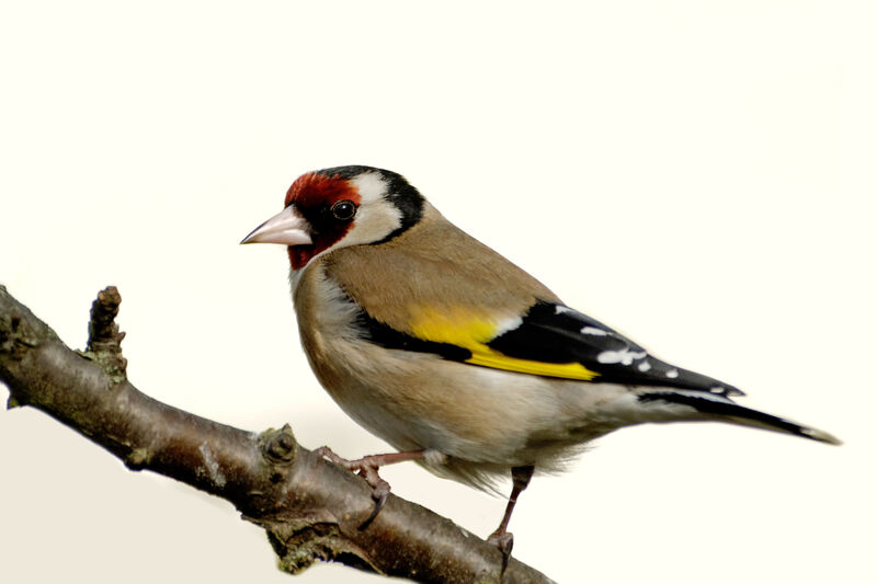 European Goldfinchadult post breeding, identification