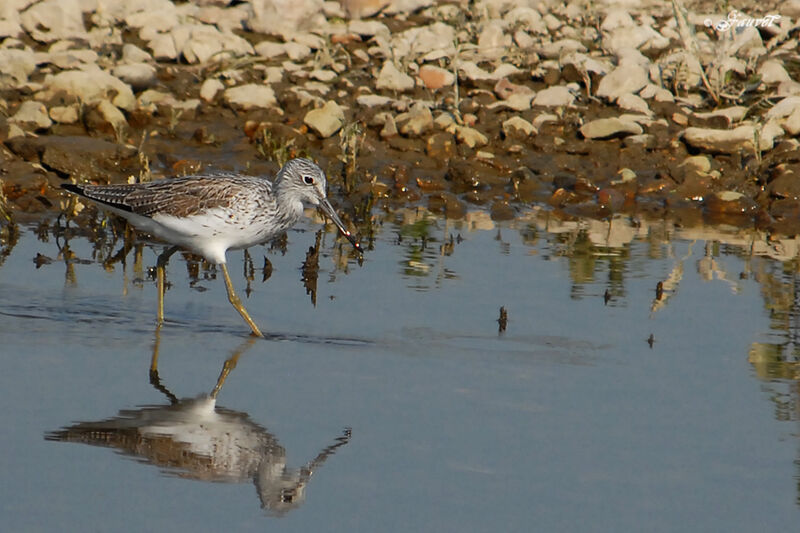 Common Greenshankadult, identification