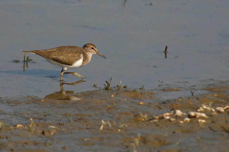 Common Sandpiperadult, feeding habits