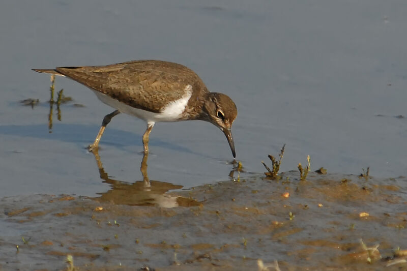 Common Sandpiperadult, identification, feeding habits