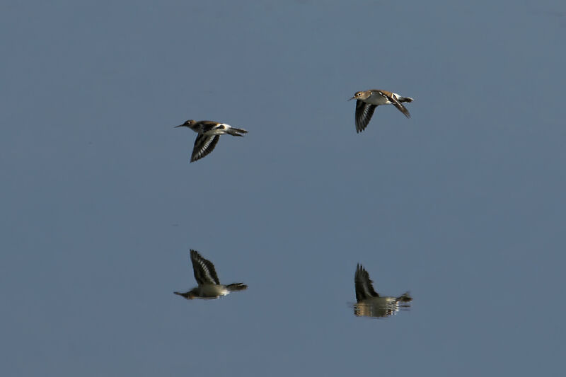 Common Sandpiper, Flight